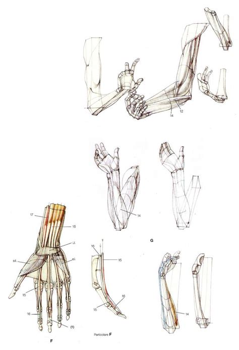 human arm bone anatomy diagram   muscles   forearm anatomy human bone