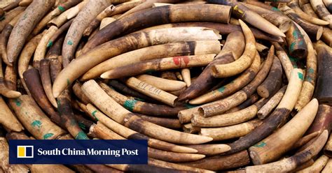 officials seize    pieces  ivory  hong kong shop