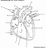 Coloring Pages Anatomy Physiology Heart Popular Library Clipart Coloringhome sketch template