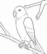 Ara Macaw sketch template