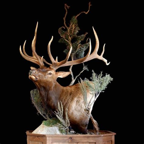 images  elk mounts  pinterest aspen trees pedestal  stone fireplaces