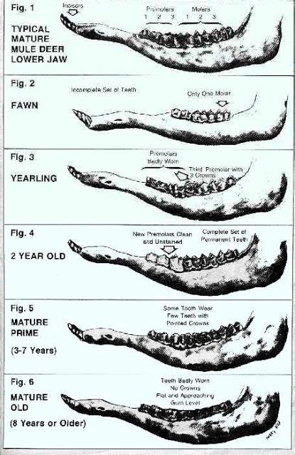 Aging Deer By Teeth Chart