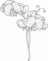 Pea Sweet Coloring Pages Flowers Flower Drawing Supercoloring Draw Printable Drawings Tattoo Sketches Sheets Colouring Floral Categories Size Choose Board sketch template