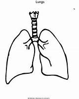 Lungs Lung Human Outline Diagram Drawing Clipart Heart Body Colouring Coloring Printable Pages Clip Science Stomach Kids Blank Easy Organs sketch template