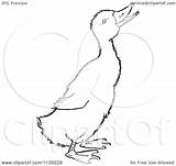 Duckling Outlined Quaking Coloring Clipart Cartoon Vector Picsburg Clipartof Regarding Notes sketch template