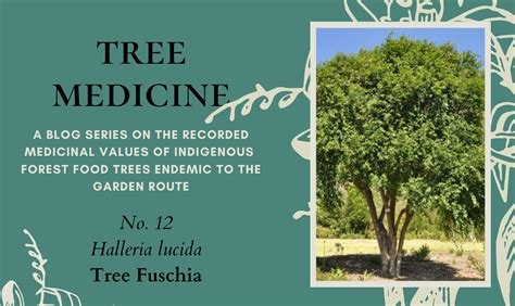tree medicines tree fuchsia precious tree project npo