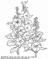 Coloring Hollyhocks Pages Flowers Flower Hollyhock Adult Colouring Color Photobucket 770px 35kb Books Choose Board Drawings sketch template