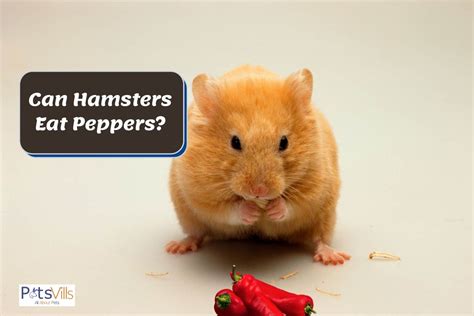 hamsters eat peppers nutritious food alternatives