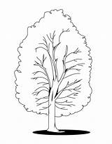Tree Coloring Pages Fall Printable Kids Color Acacia Aspens Print Sheets Ausmalen Designlooter Zum Poplar Getcolorings Bestcoloringpagesforkids Library Clipart Drawings sketch template