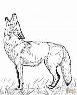 Howling Coyote Heulender Coyotes Wilk Ausmalbild Supercoloring Ausmalbilder Kojot Kolorowanka Drukuj sketch template