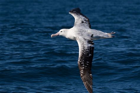 albatrosses facts   biggest flying birds  science