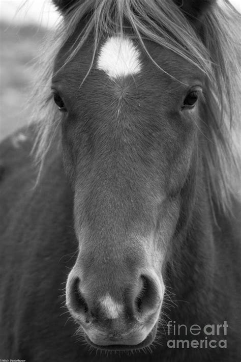 horse portrait black  white photograph  mitch shindelbower fine art america