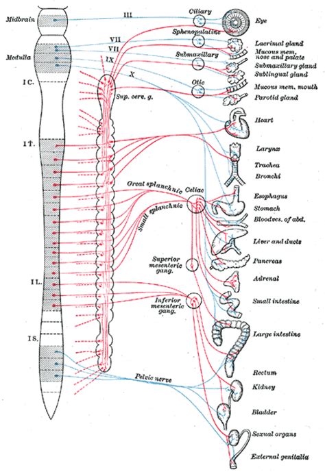 Functions Of The Autonomic Nervous System Boundless Anatomy And