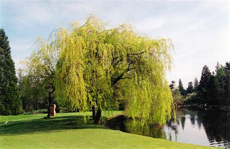 Golden Weeping Willow Salix X Sepulchralis Chrysocoma In Regina