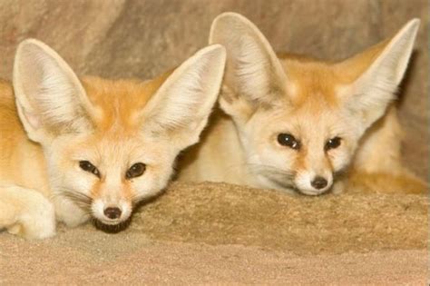 the fennec fox very cute 25 photos