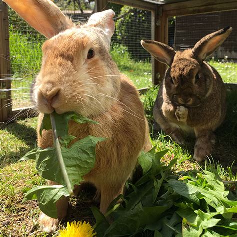 diet rabbit welfare association and fund rwaf