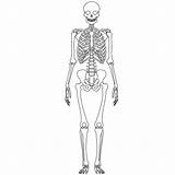Human System Skeletal Skeleton Diagram Drawing Without Labels Label Bones Kids Body Labeled Outline Science Clipart Teas 6th Edition Skelet sketch template