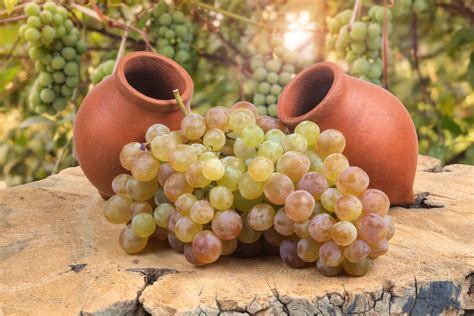 geschiedenis van de wijn gvinonl