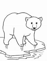Polar Bear Coloring Pages Cute Cartoon Bears Ice Drawing Arctic Baby Animal Wolf Colouring Color Cola Printable Easy Coca Draw sketch template