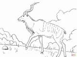 Coloring Kudu Pages Greater Springbok Male Antelope African Main Woodland Drawing Print Printable Skip Coloringtop sketch template