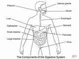Digestive Digestivo Aparato Lamina Supercoloring Verdauungssystem Imagui Ausmalbild sketch template