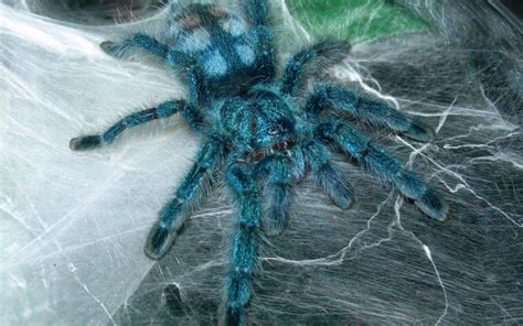 tarantula azul wallpapers hd unas azules los animales mas raros