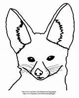 Fox Fennec Coloring Drawing Getdrawings Getcolorings Adapted Pages Color Printable sketch template