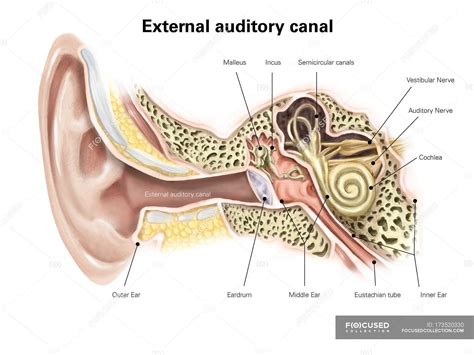 auditory canal  human ear vestibular labels stock photo