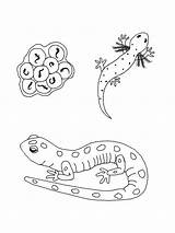 Gaddynippercrayons Pages Salamanders sketch template
