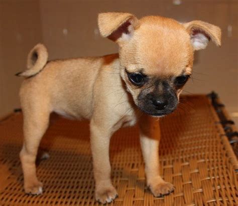 chihuahua dogs  puppies  sale page  lupongovph