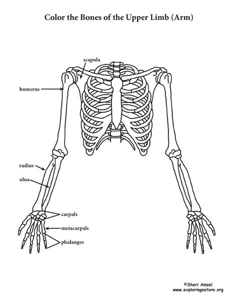 anatomy   bone coloring bilscreen