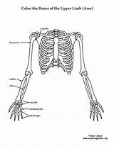 Anatomy Limb Bones Arm Skeletal Exploringnature sketch template