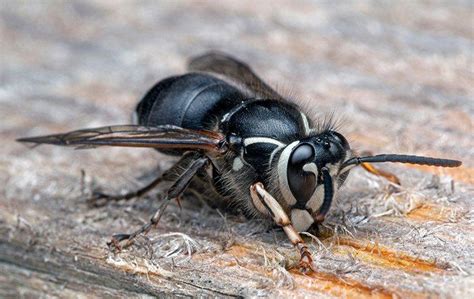 blog      bald faced hornets   daphne property