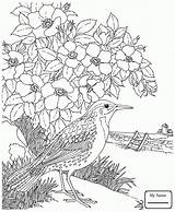 Coloring Meadowlark Flower Pages State Dogwood Bird Birds Dakota Printable Goldenrod Tree Prairie Rose Western Indian Paintbrush North Para Colorir sketch template