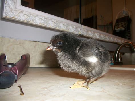 australorp or black sex link backyard chickens learn how to raise
