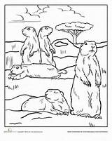 Prairie Coloring Dogs sketch template
