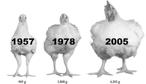 modern chickens   damn big sufficient velocity