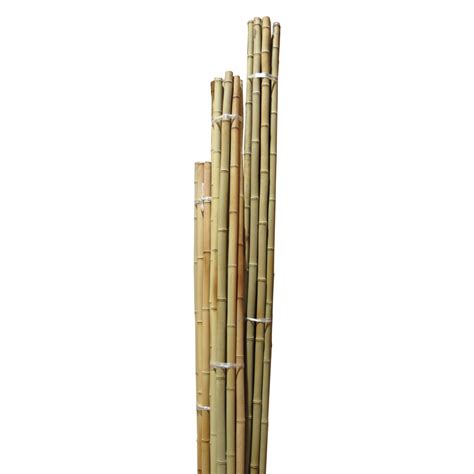 bamboo poles   diameter bamboomn