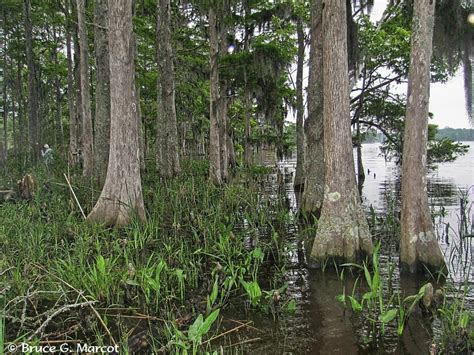 rising tides vanishing swamp forest