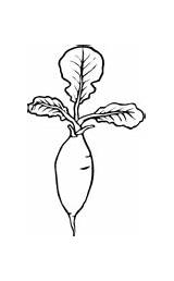 Radish Coloring Pages Printable Color sketch template