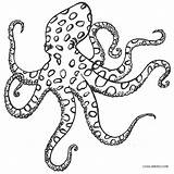 Octopus Krake Ausdrucken Cool2bkids Ringed sketch template