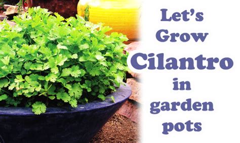 grow cilantro   garden pot