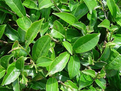 factsheet camellia sinensis tea plant