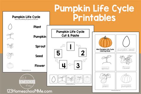 printable pumpkin life cycle worksheet