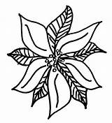 Poinsettia Coloring Drawing Christmas National Rough Color Netart Clipartmag sketch template