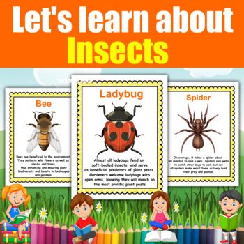 lets learn  insects   printable flash cards  fun facts