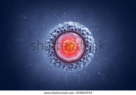 sperm egg cell on scientific background stock illustration 644864944