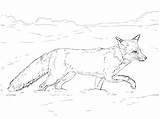 Coloring Fox Pages Tundra Red Realistic Animals Drawing Printable Snow Walking Arctic Coyote Easy Snowshoe Animal Kids Colouring Color Getdrawings sketch template