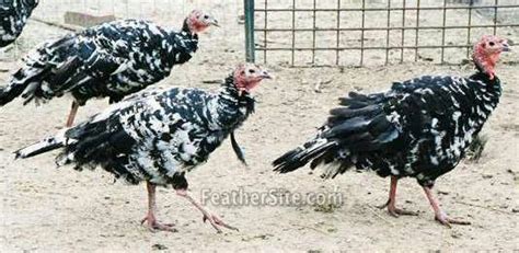 Mottled Black Turkey