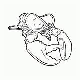 Lobster Kreeft Aragosta Hummer Kreeften Kleurplaten Realista Lobsters Malvorlage Crostacei Animali Tekst Versie Stimmen Stemmen sketch template